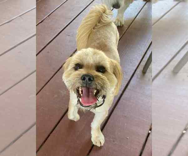 Medium Photo #3 Mutt Puppy For Sale in La Verne, CA, USA