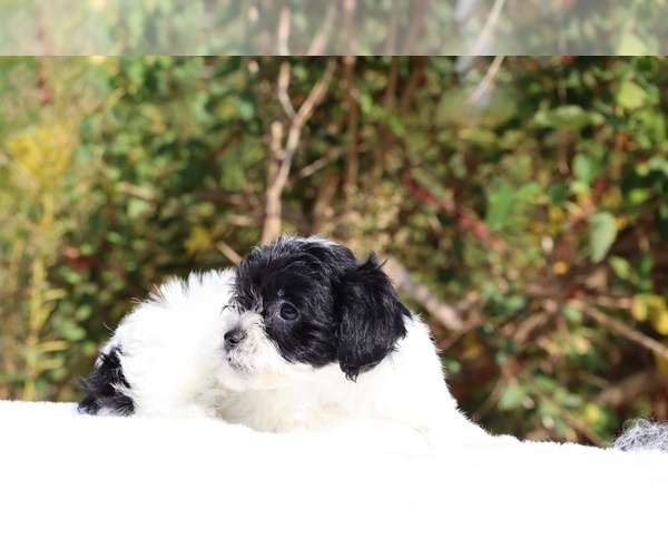 Medium Photo #16 ShihPoo Puppy For Sale in DYERSBURG, TN, USA