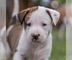 Small #3 Boxer Mix