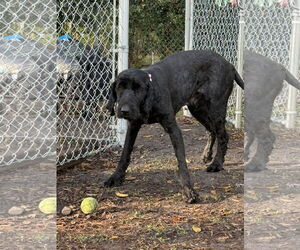 Poodle (Standard) Dogs for adoption in Valrico, FL, USA