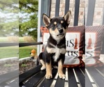 Small #2 Shiba Inu