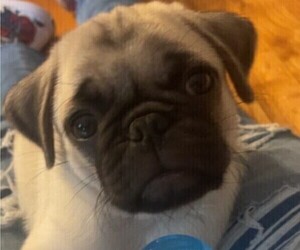 Pug Puppy for sale in TALLAHASSEE, FL, USA