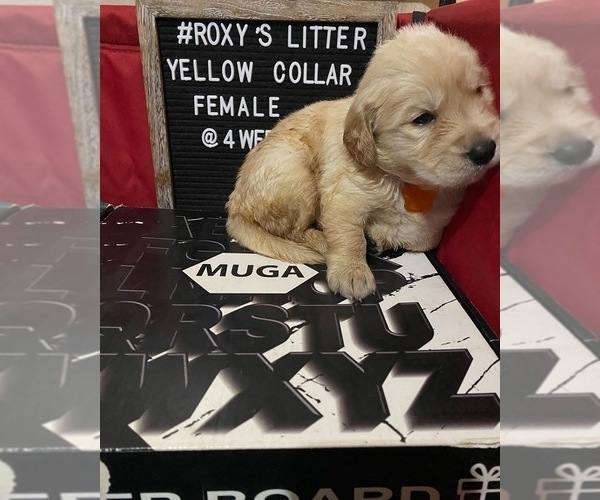 Medium Photo #1 Golden Retriever Puppy For Sale in SAN BERNARDINO, CA, USA
