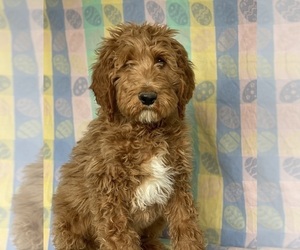 Goldendoodle Puppy for sale in LANCASTER, PA, USA