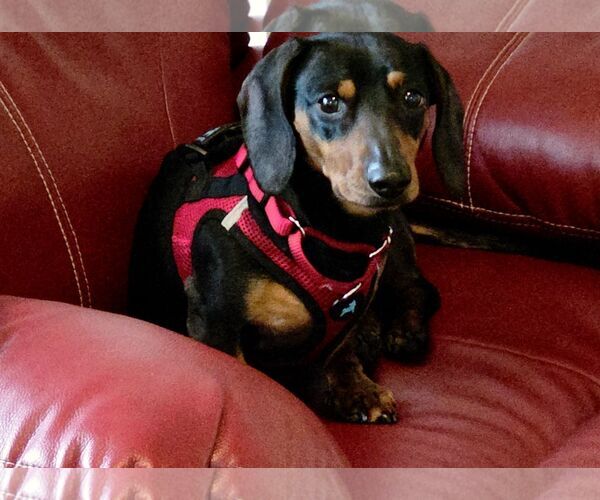 Medium Photo #2 Dachshund Puppy For Sale in Taunton, MA, USA