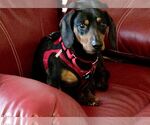 Small #1 Dachshund