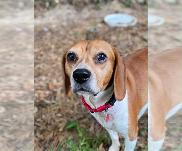 Medium Photo #6 Beagle Puppy For Sale in Dunnellon, FL, USA