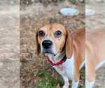 Small #5 Beagle
