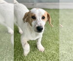 Small Dachshund Mix