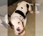 Small Photo #48 American Bulldog Puppy For Sale in INDEPENDENCE, MO, USA