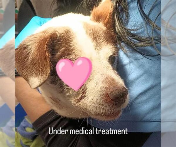 Medium Photo #1 Mutt Puppy For Sale in Chula Vista, CA, USA