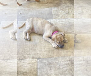 Happy - Female Mutt Dog for Adoption - Photo #4