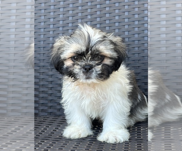 Medium Photo #1 Shih Tzu Puppy For Sale in BEECH GROVE, IN, USA