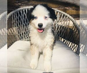 Medium Miniature American Shepherd-Miniature Australian Shepherd Mix