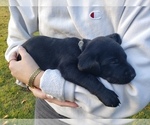 Small Photo #18 Labrador Retriever Puppy For Sale in FAYETTEVILLE, GA, USA
