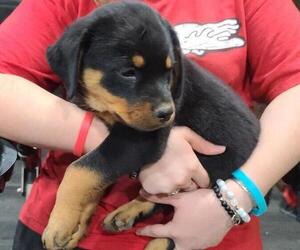 Rottweiler Puppy for Sale in LONGVIEW, Texas USA