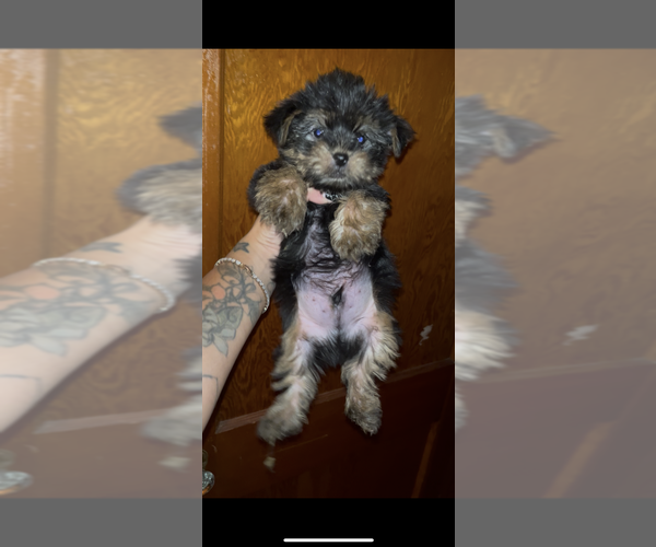 Medium Photo #1 Yorkshire Terrier Puppy For Sale in PALATKA, FL, USA