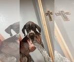 Small #7 German Shorthaired Pointer