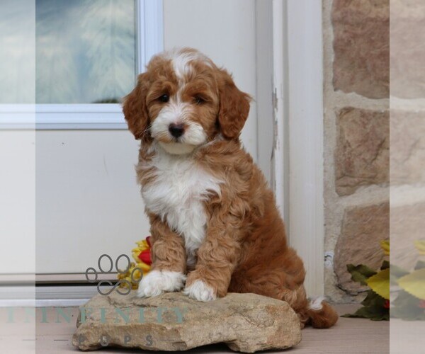 Medium Photo #3 Goldendoodle (Miniature) Puppy For Sale in GORDONVILLE, PA, USA