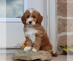 Small #2 Goldendoodle (Miniature)