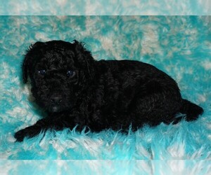 Miniature Labradoodle Puppy for sale in LA HABRA, CA, USA