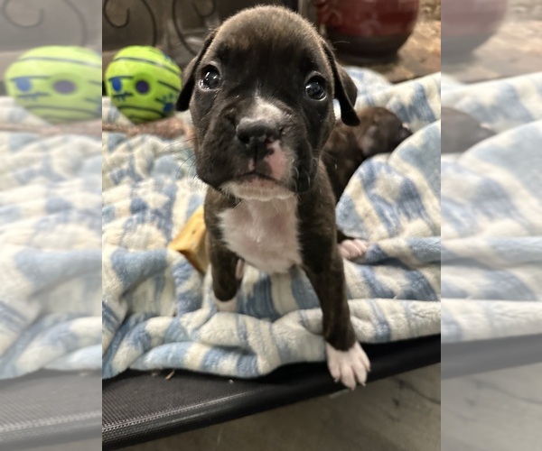 Medium Photo #44 Boxer Puppy For Sale in RALEIGH, NC, USA