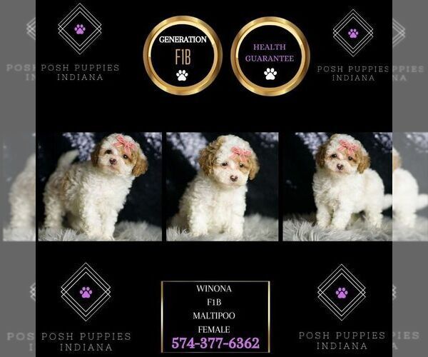 Medium Photo #7 Maltipoo Puppy For Sale in WARSAW, IN, USA