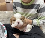 Small Photo #2 Cavalier King Charles Spaniel Puppy For Sale in BOERNE, TX, USA