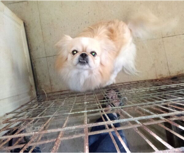 Medium Photo #1 Pekingese Puppy For Sale in Oakdale, TN, USA