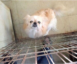 Pekingese Dogs for adoption in Oakdale, TN, USA