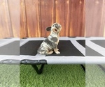 Small Photo #35 French Bulldog Puppy For Sale in OCEANSIDE, CA, USA
