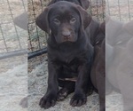 Small Photo #6 Labrador Retriever Puppy For Sale in BENTS FORT, CO, USA