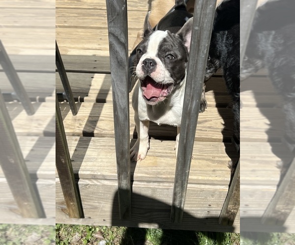 Medium Photo #5 French Bulldog Puppy For Sale in ATLANTA, GA, USA