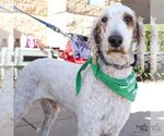 Small Photo #5 Poodle (Standard)-Unknown Mix Puppy For Sale in Washington, DC, USA