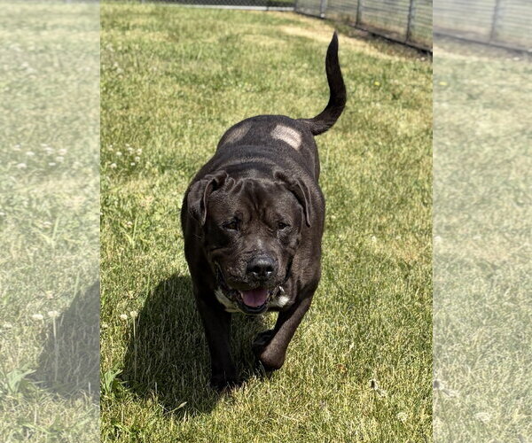 Medium Photo #2 Mastiff-Unknown Mix Puppy For Sale in Jefferson, WI, USA