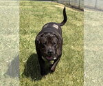 Small #1 Mastiff Mix