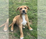 Small #1 Labrador Retriever Mix