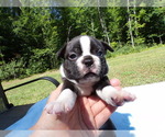Small Photo #10 Boston Terrier Puppy For Sale in MONROE, NH, USA