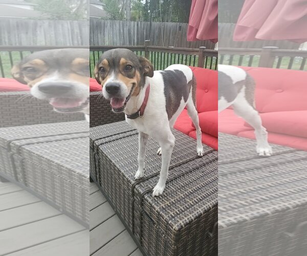 Medium Photo #2 Beagle-Unknown Mix Puppy For Sale in Orlando, FL, USA