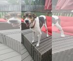 Small #1 Beagle Mix