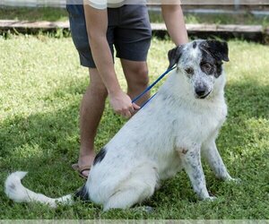 Bolt - Male Pyrenees Catahoula Dog for Adoption - Photo #4