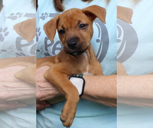 Jeanie 44332 - Female Retriever -Unknown Mix Dog for Adoption - Photo #2