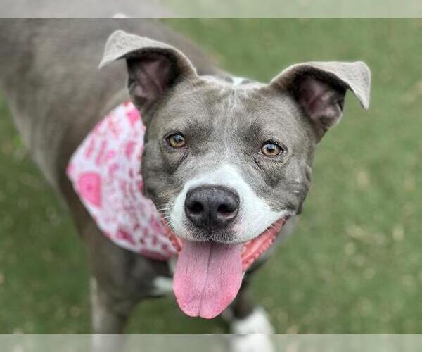 Medium Photo #2 American Pit Bull Terrier Puppy For Sale in Charlotte, NC, USA