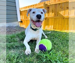 Dogo Argentino-Unknown Mix Dogs for adoption in Charlotte, NC, USA