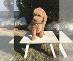 Small Photo #3 Goldendoodle (Miniature) Puppy For Sale in GOSHEN, IN, USA