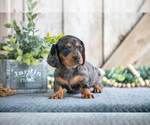 Small #1 Dachshund