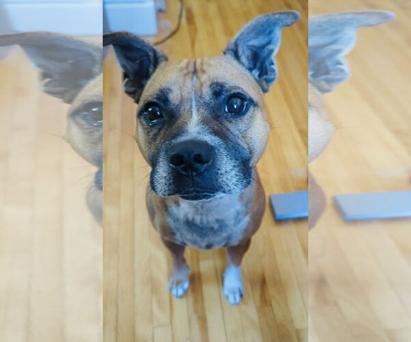 Medium Photo #1 Boxer-Staffordshire Bull Terrier Mix Puppy For Sale in Princeton, MN, USA