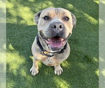 QUEENIE - Female Rottweiler-Unknown Mix Dog for Adoption - Small photo