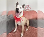 Small #7 American Bulldog-Labrador Retriever Mix