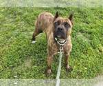 Small #4 Boxer Mix
